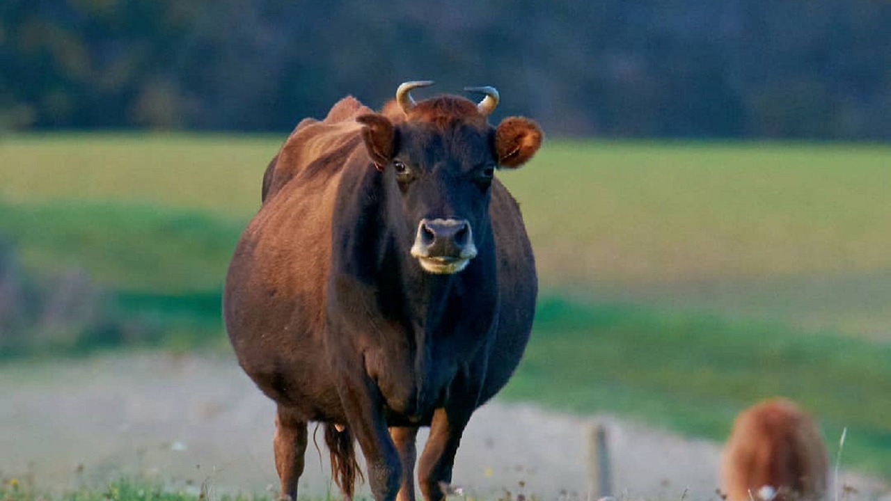 Photo of Outdoor in Azay-le-Ferron