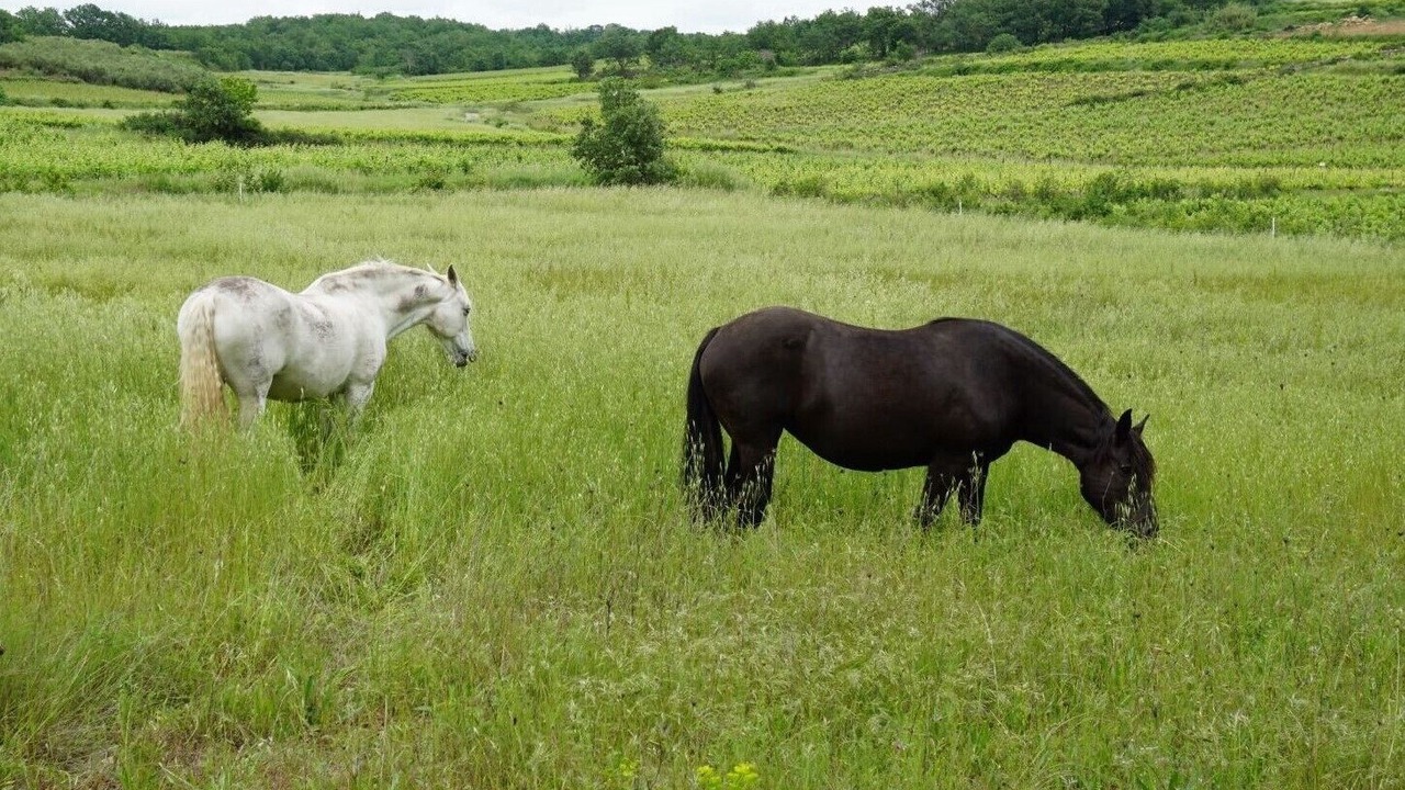 Photo of Others in Saint-Cesaire-de-Gauzignan