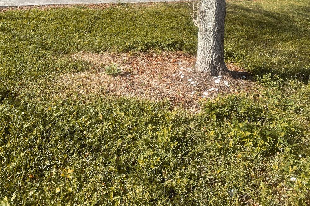 Photo of Outdoor in Green Meadow