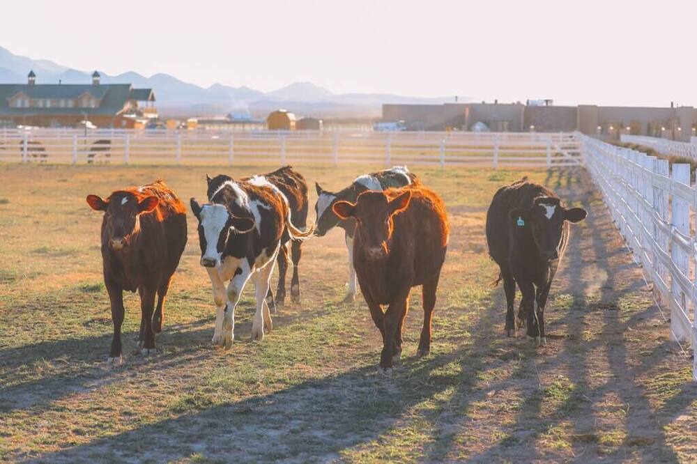 Photo of Others in Willcox