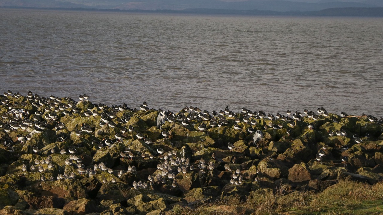 Photo of Others in Morecambe