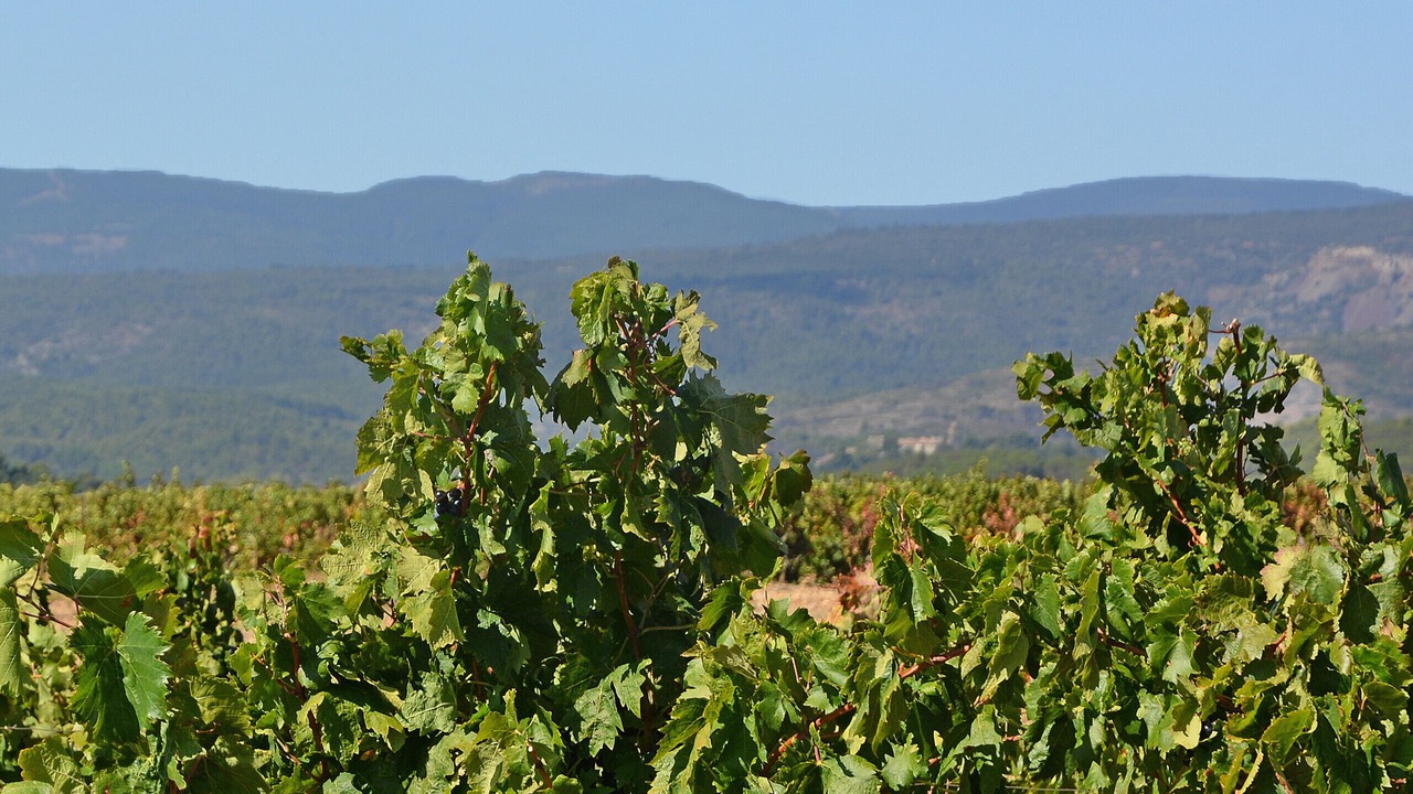 Photo of Others in Castelnau-d'Aude
