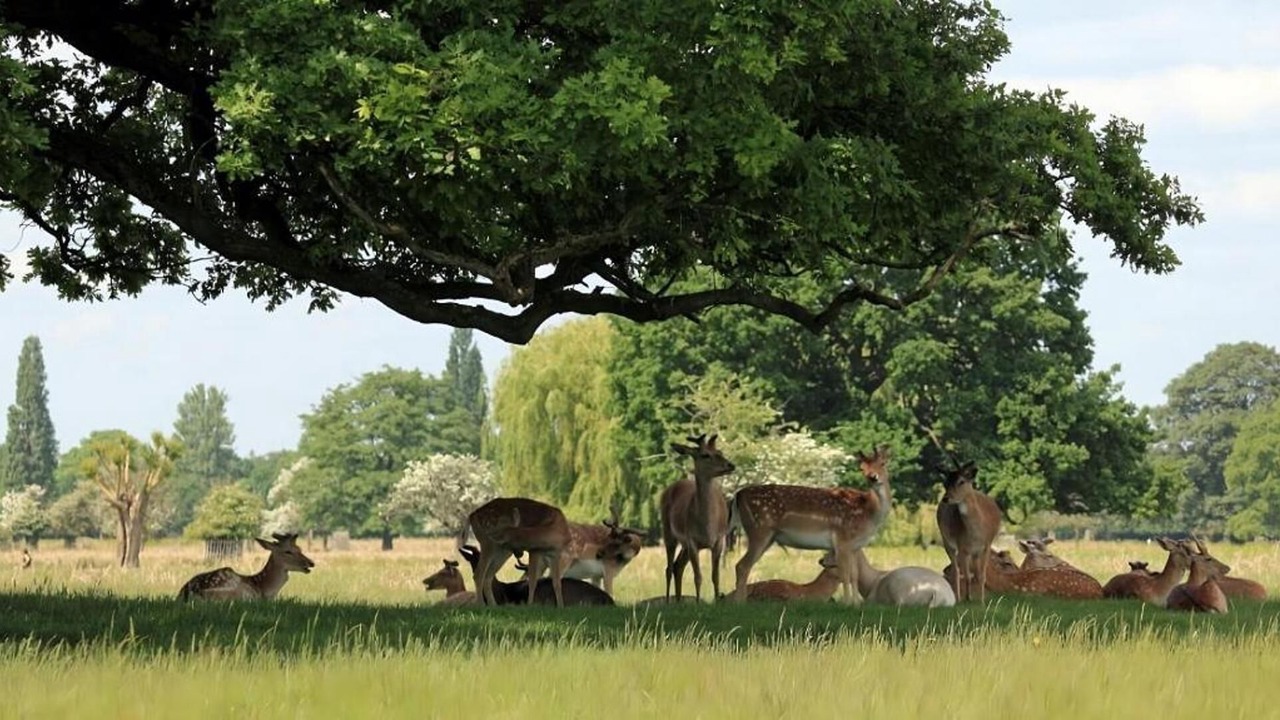 Photo of Others in Fulwell and Hampton Hill