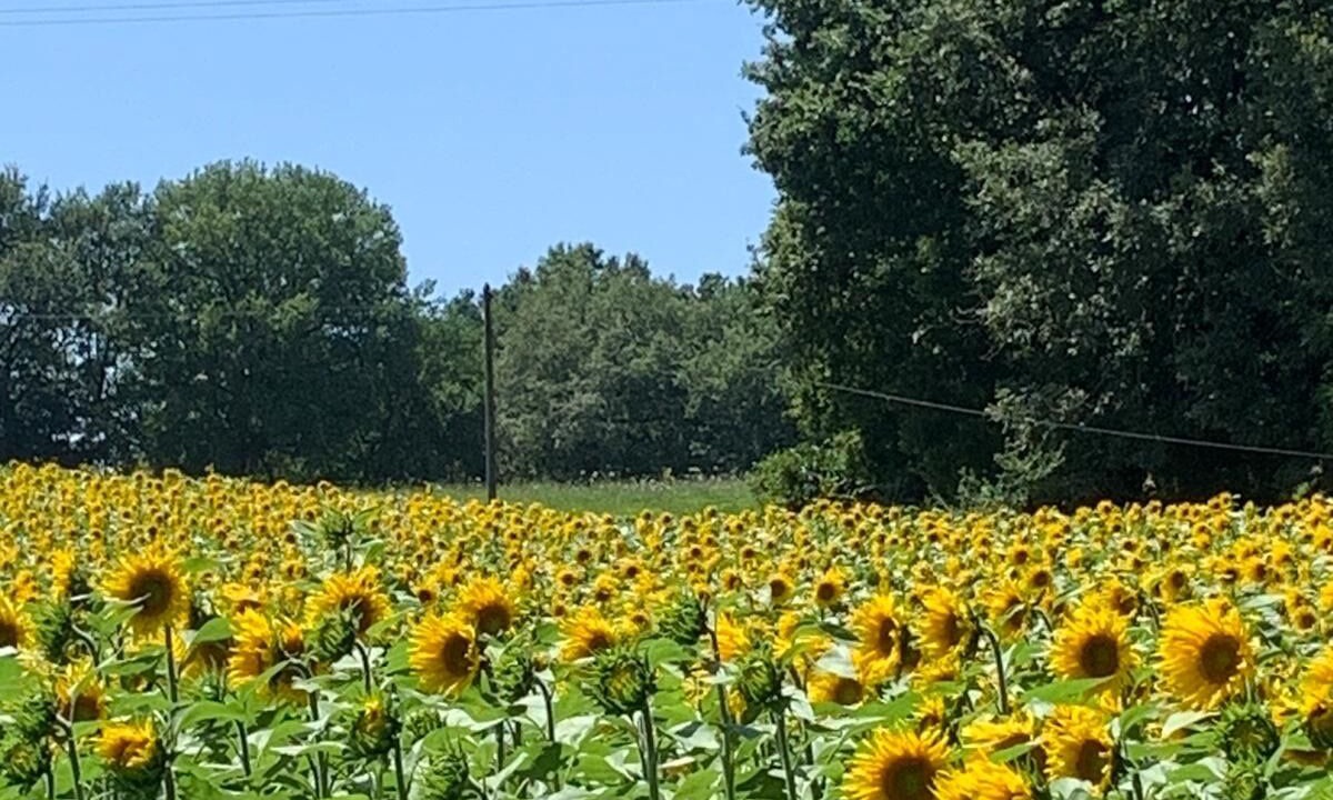 Photo of Others in Biron