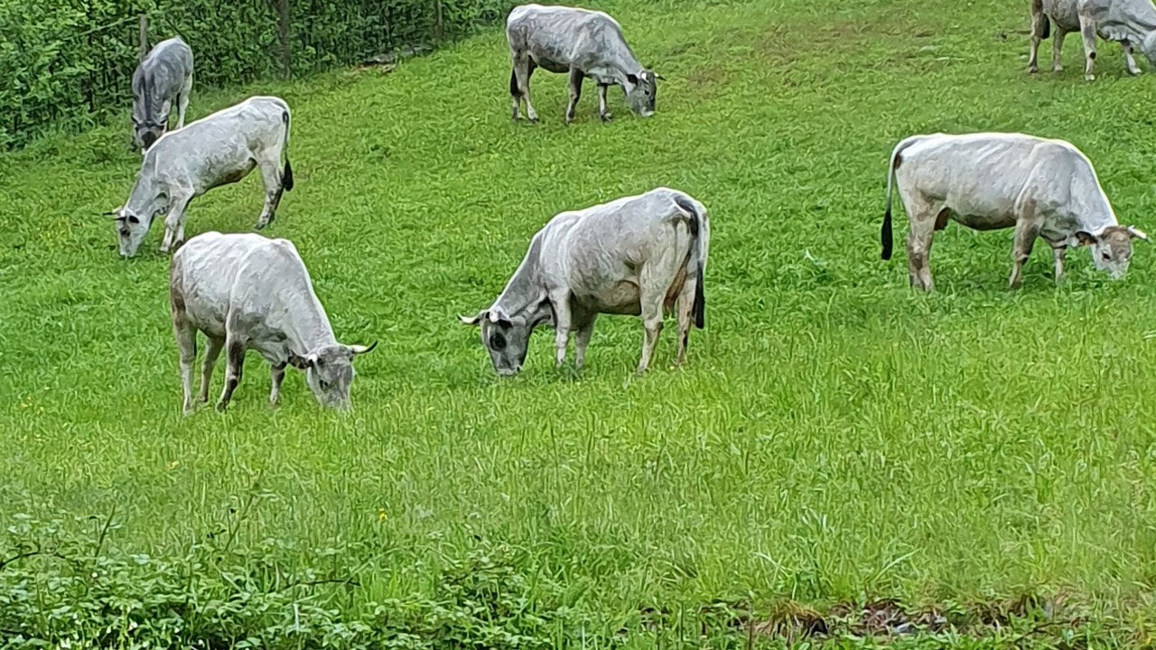 Photo of Outdoor in Bagneres-de-Luchon