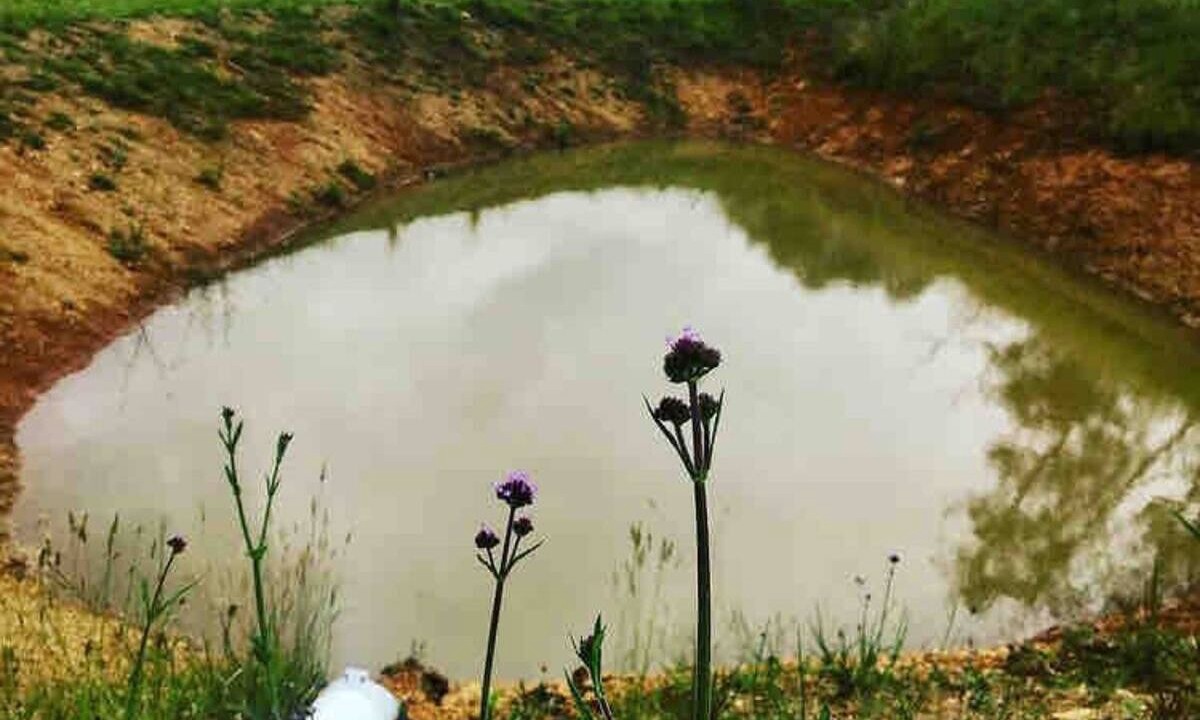 Photo of Others in Elands