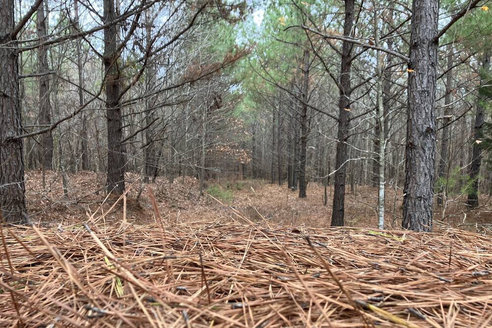 Photo of Outdoor in Morris Chapel
