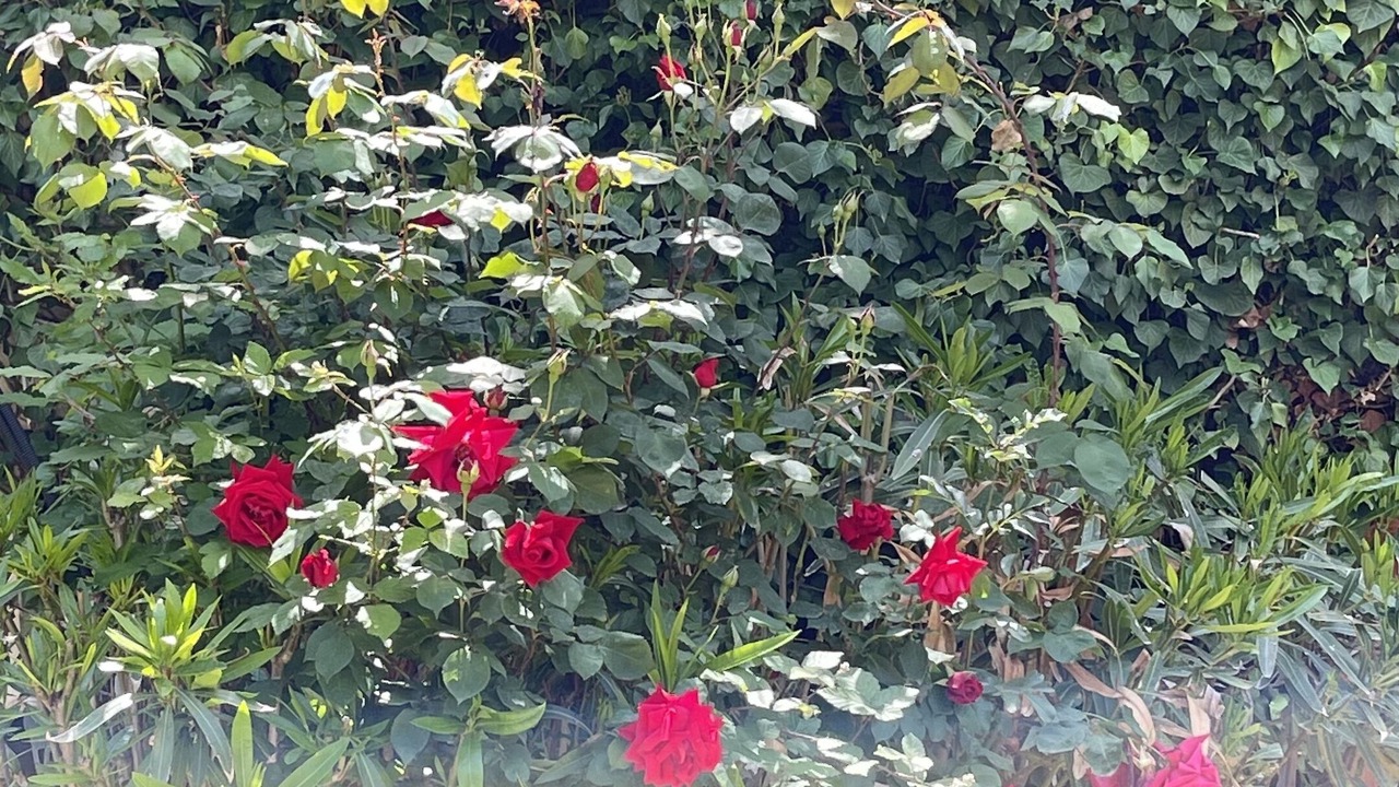 Photo of Outdoor in Porto-Vecchio