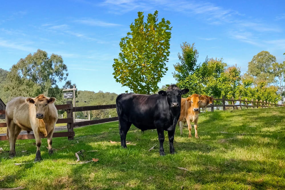 Photo of Others in Cessnock City Council