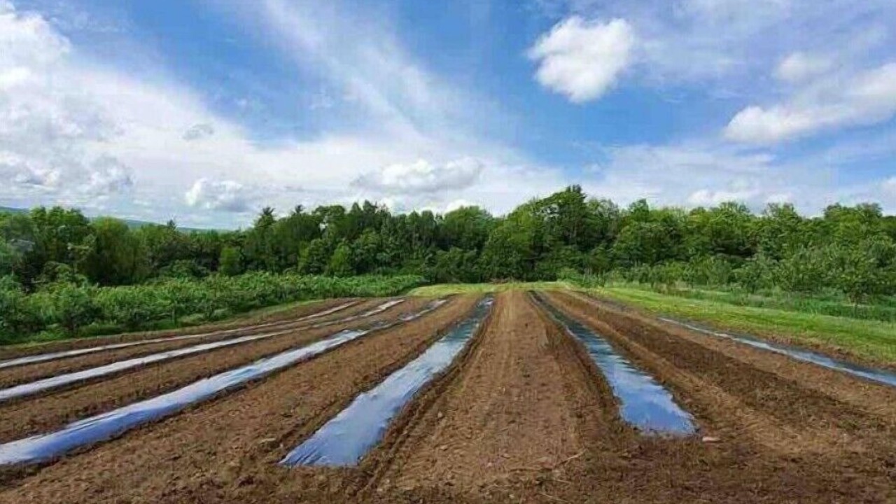 Photo of Others in Walpole