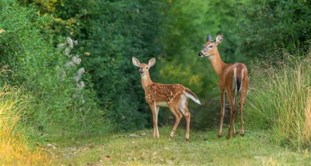 Photo of Outdoor in Fairlawn