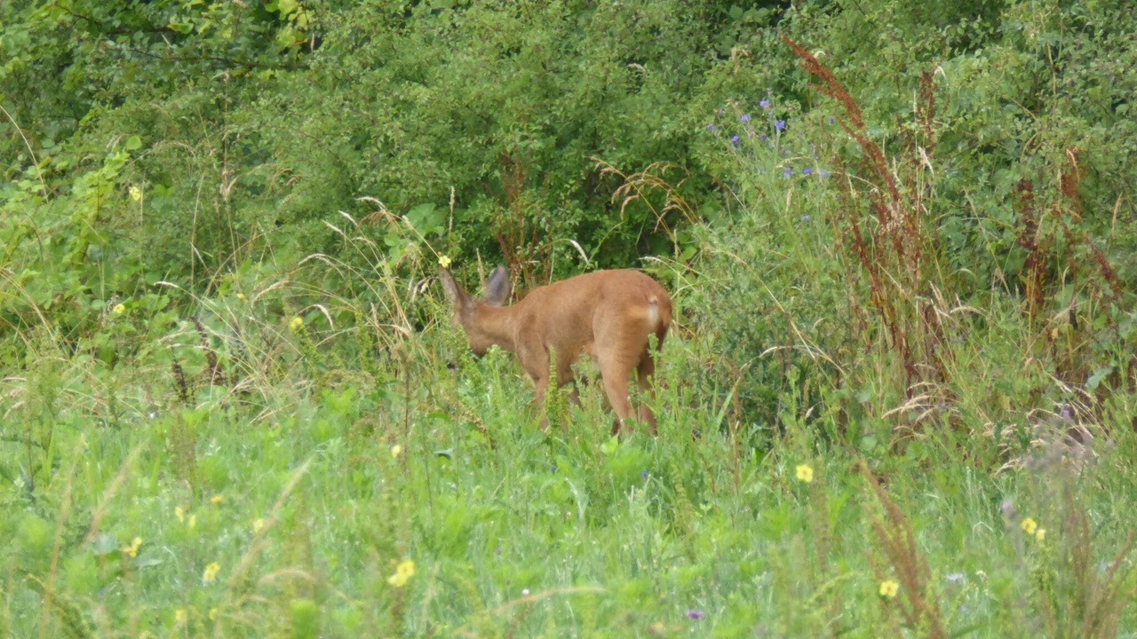 Photo of Others in Giroux