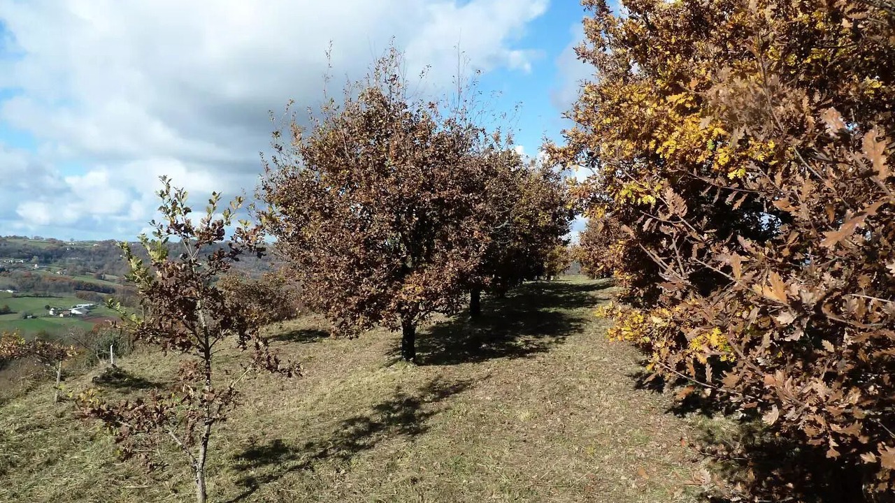 Photo of Others in Yssandon
