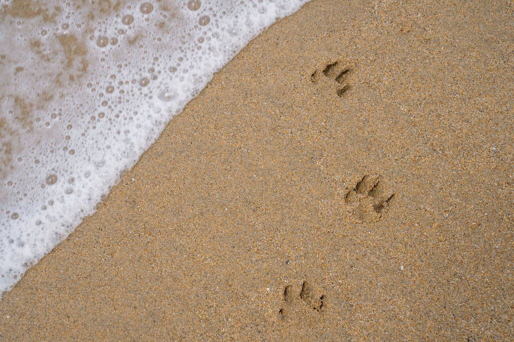 Photo of Others in Pescadero