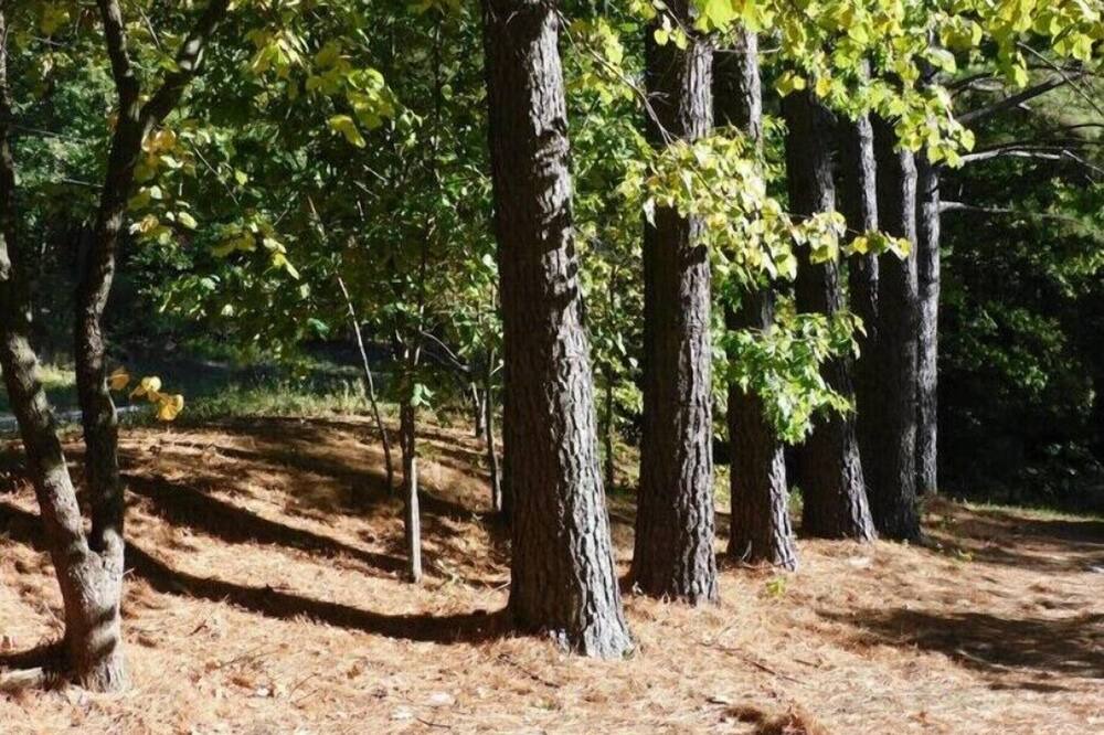 Photo of Outdoor in West Fork