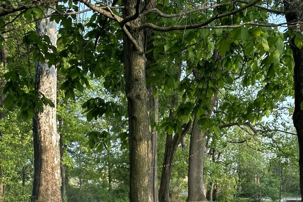 Photo of Outdoor in Bernville