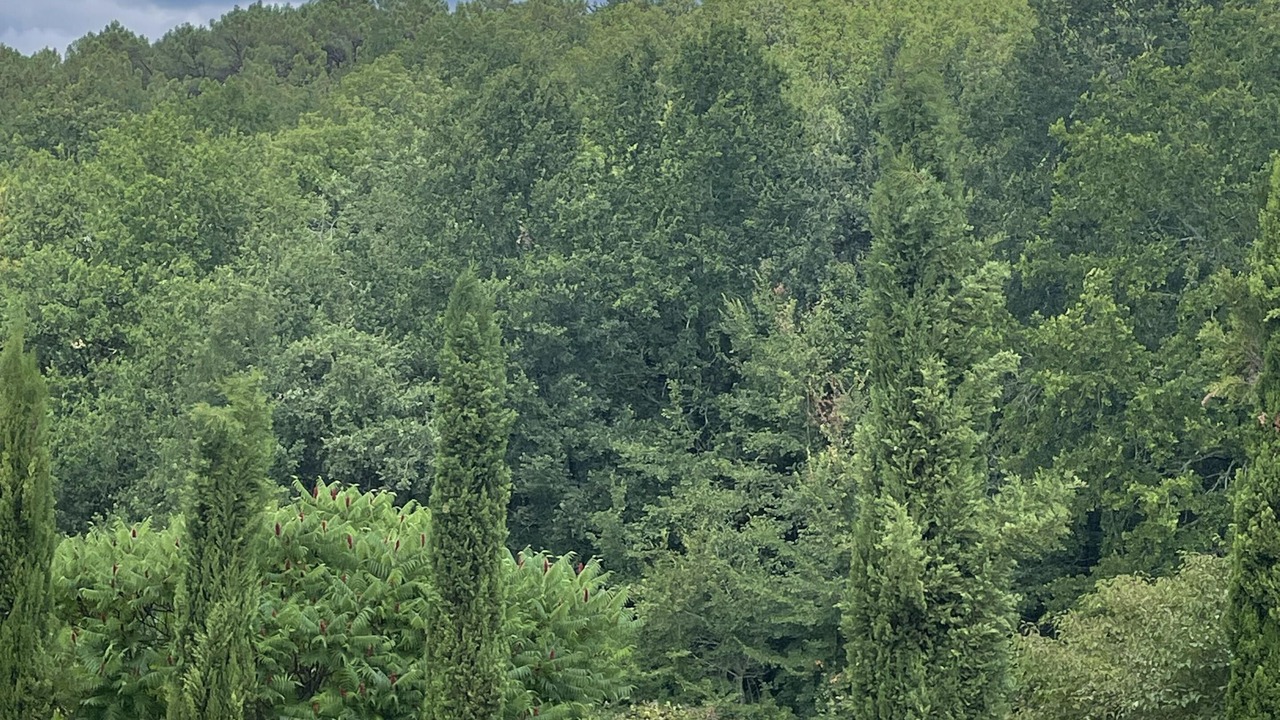 Photo of Outdoor in Lamonzie-Montastruc