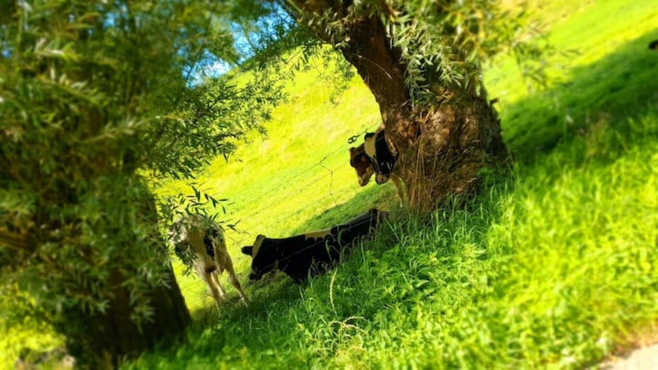 Photo of Others in Boffles