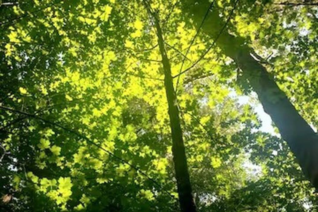 Photo of Others in Marblemount