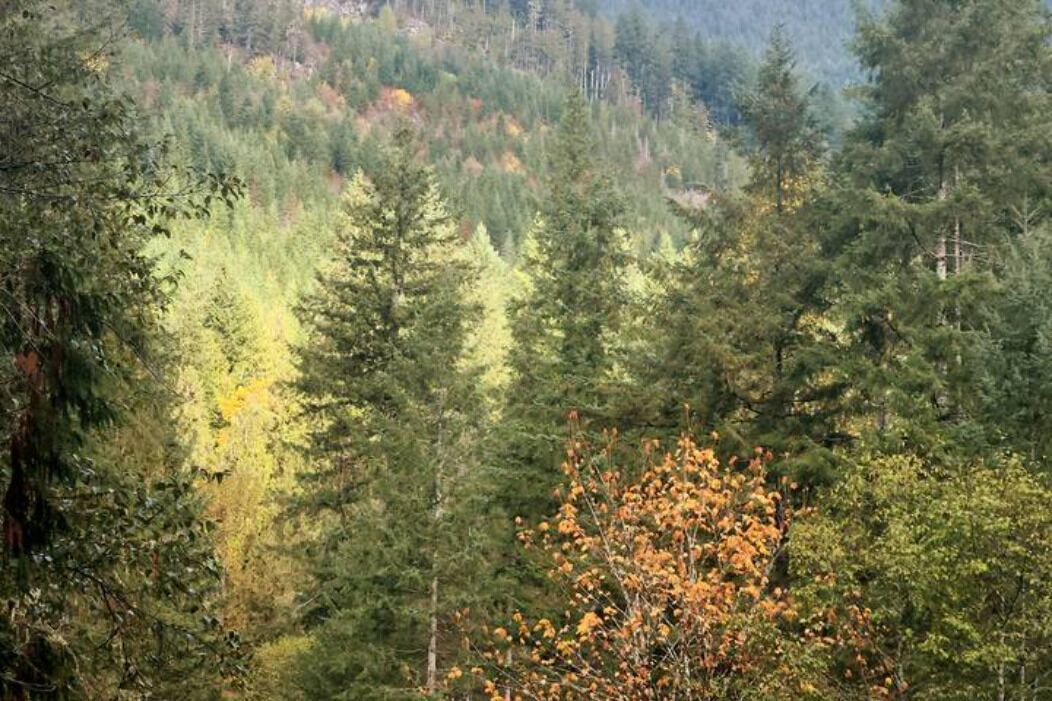 Photo of Others in Marblemount