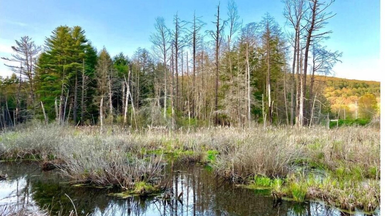Photo of Outdoor in Colliersville