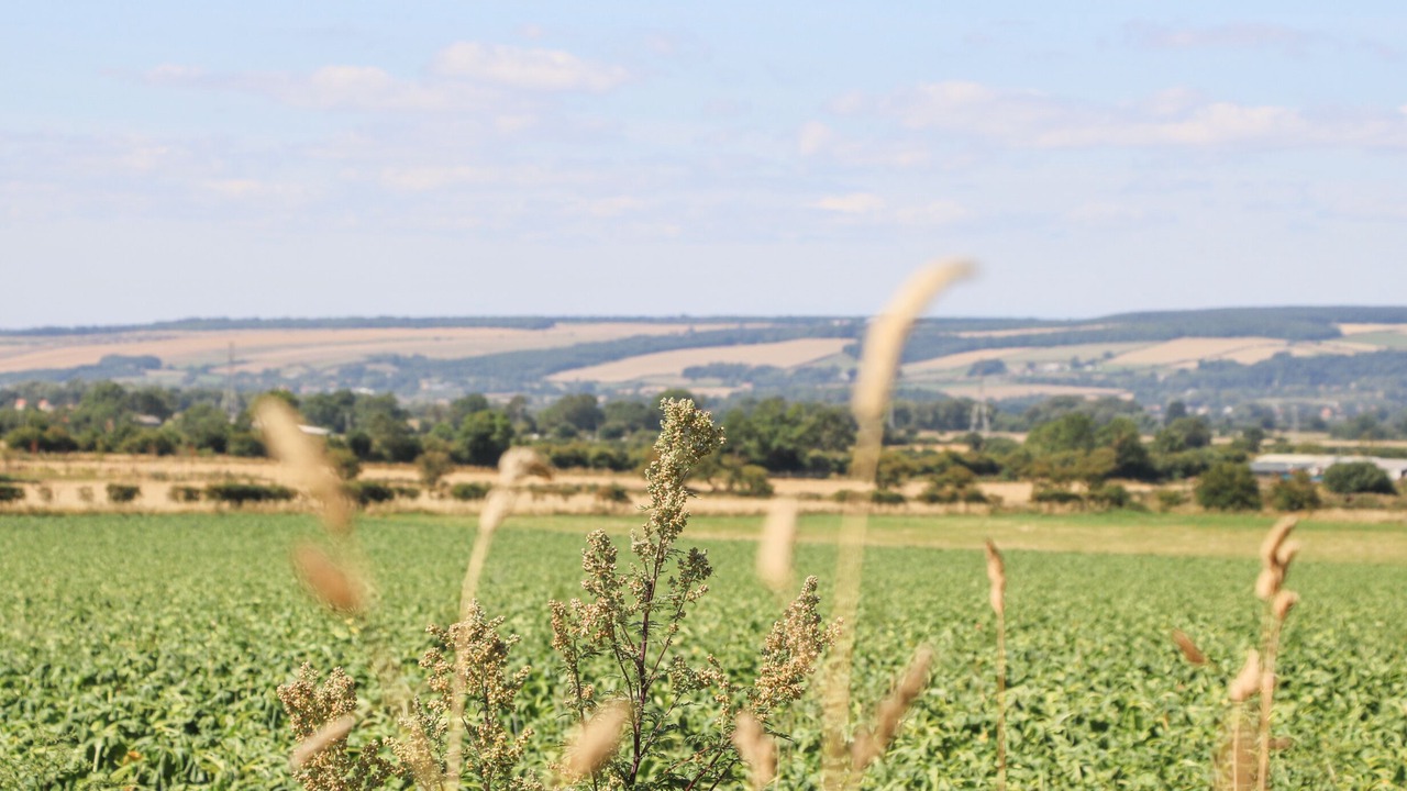 Photo of Others in West Heslerton