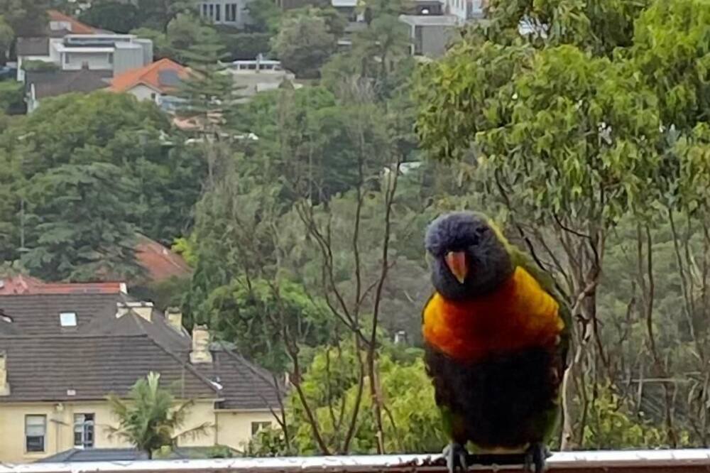 Photo of Others in Waverley