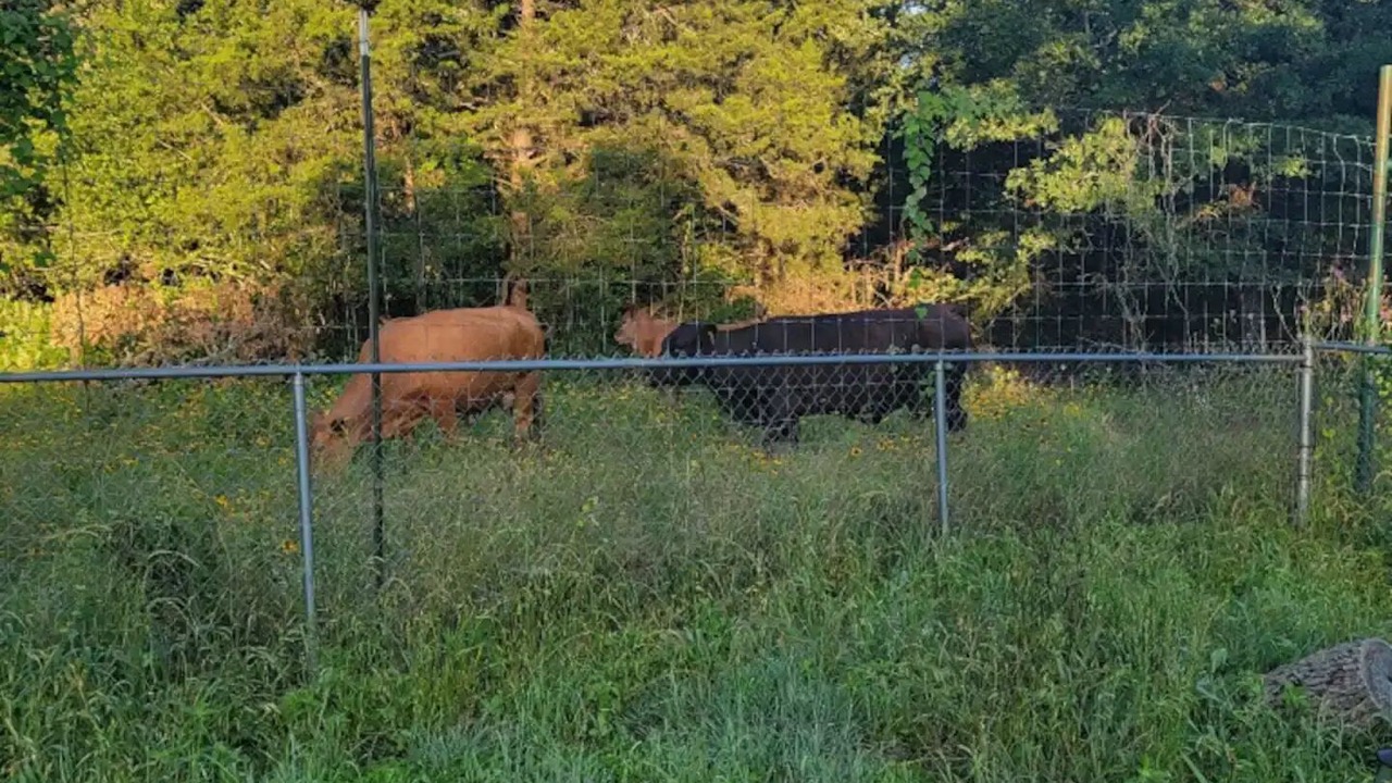 Photo of Outdoor in Cedar Creek