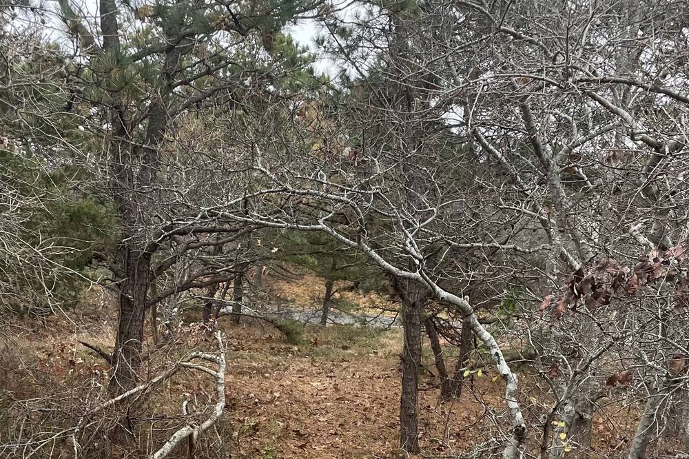 Photo of Outdoor in South Wellfleet