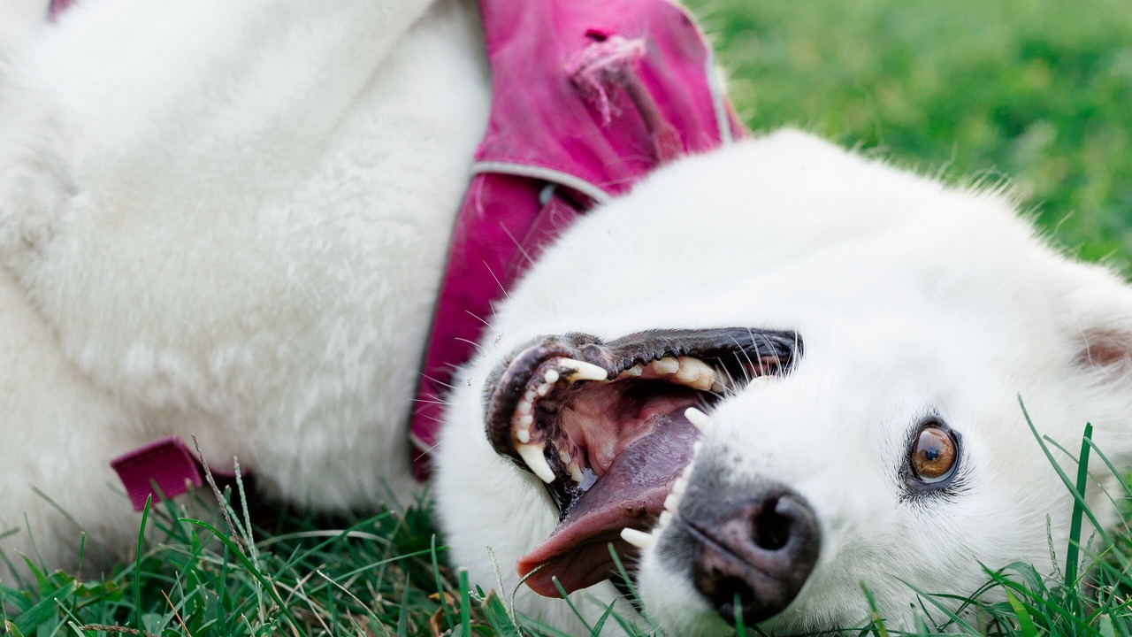 Photo of Others in West Poland