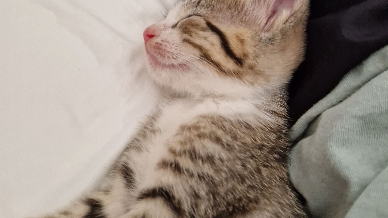 Photo of Others in Las Terrenas