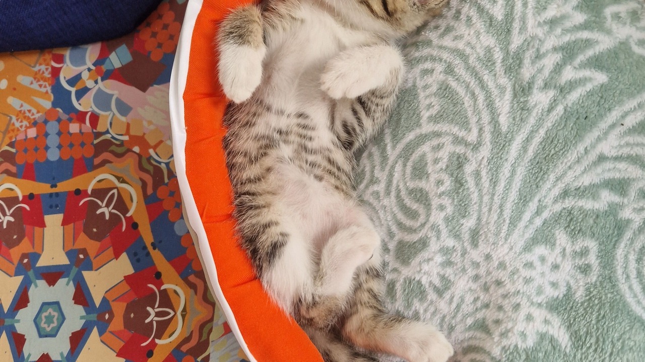 Photo of Others in Las Terrenas