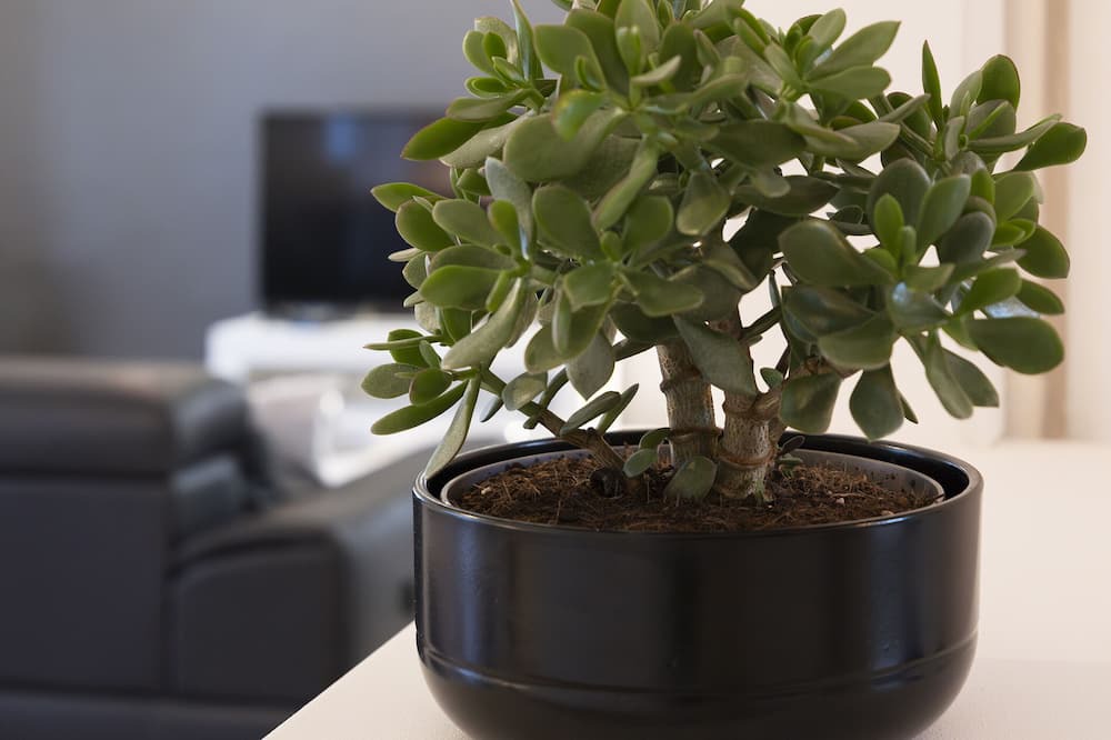 Photo of Others in Nouvelle Ville