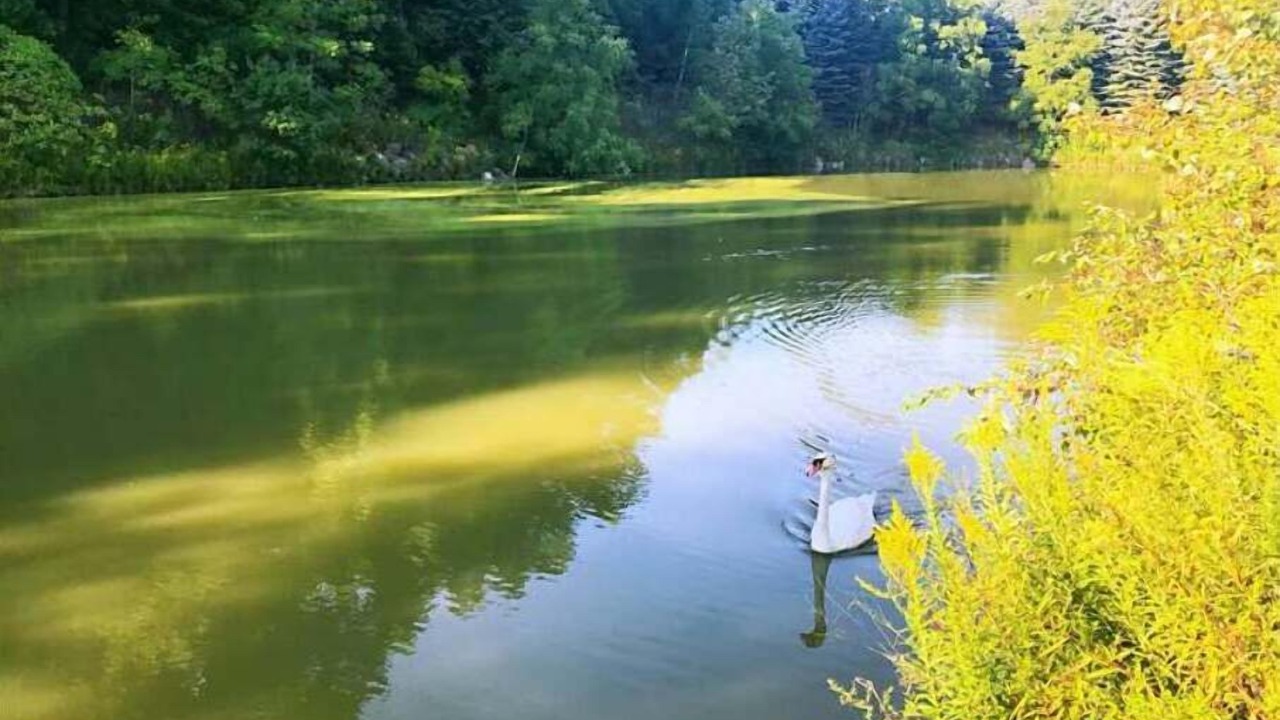 Photo of Others in Richmond Hill
