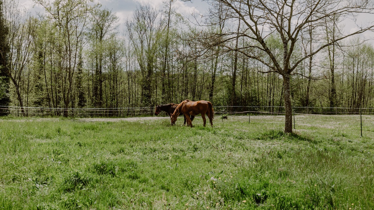 Photo of Outdoor in Domessin