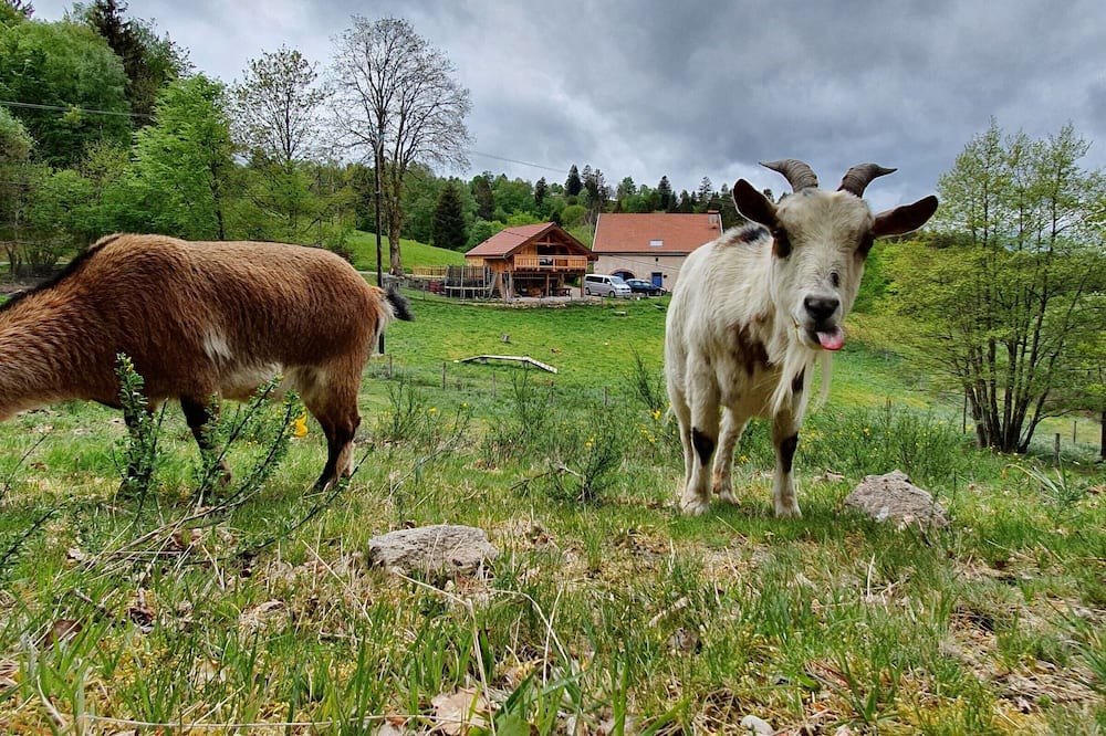 Photo of Outdoor in Le Tholy