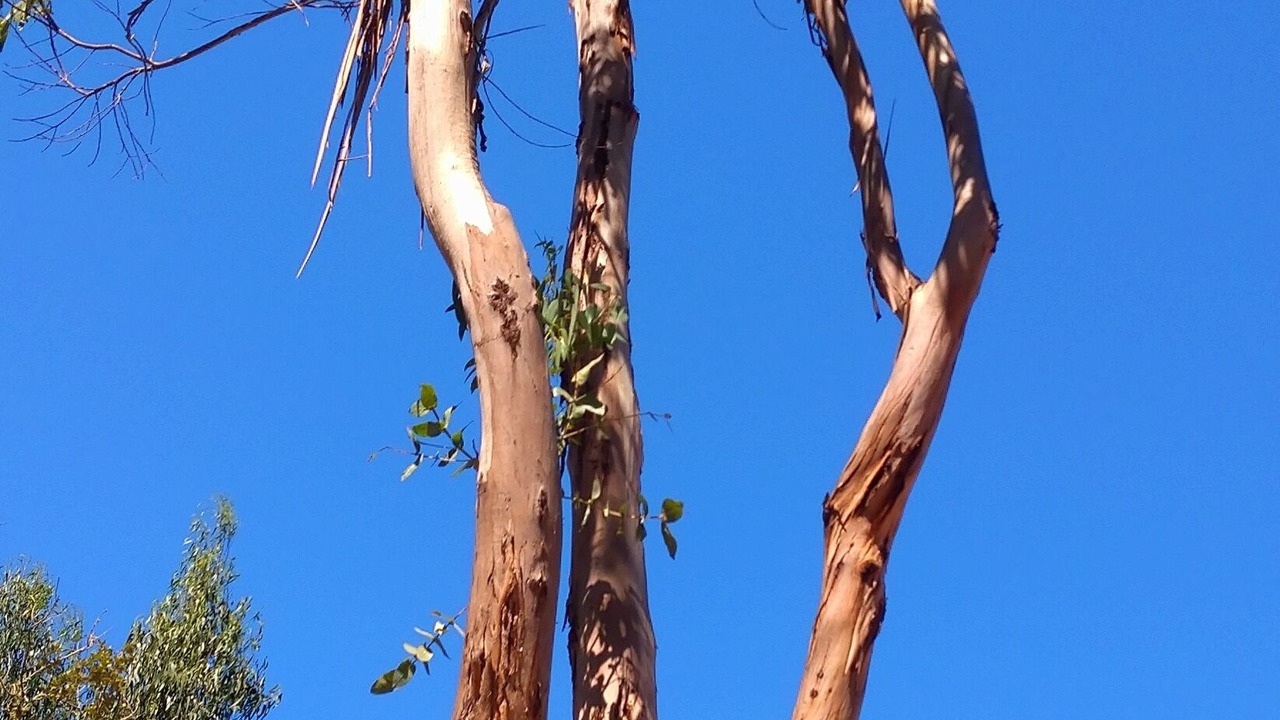 Photo of Others in Belvedere-Campomoro