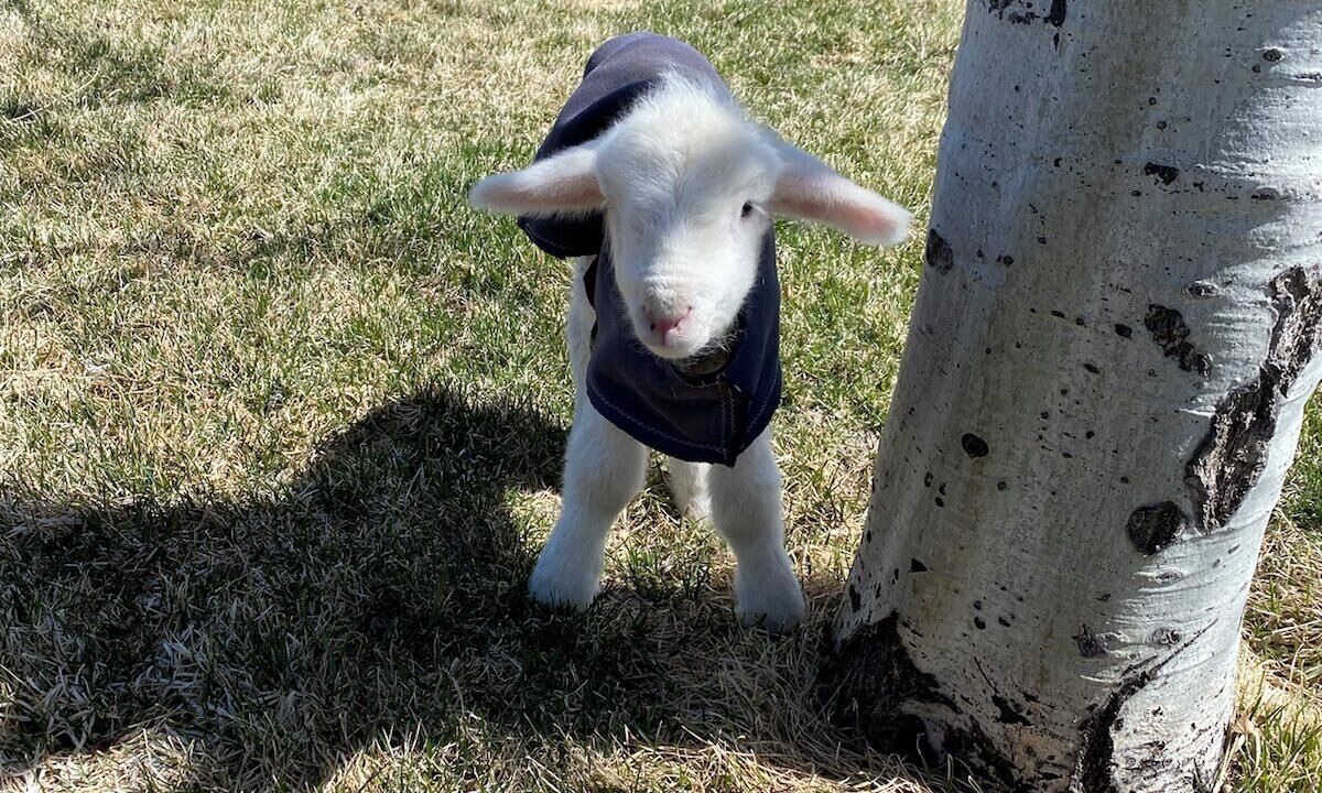 Photo of Others in Belgrade