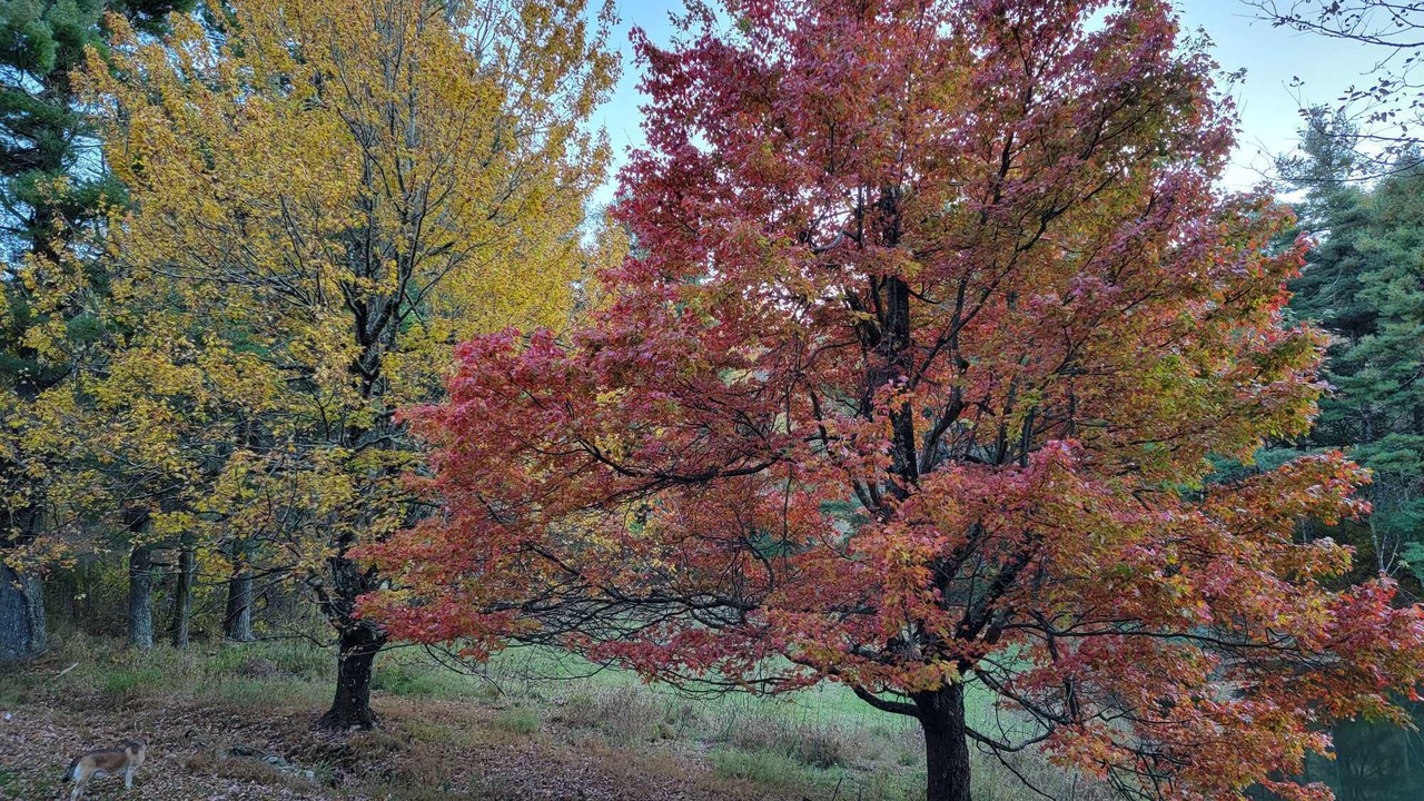 Photo of Outdoor in Burks Fork