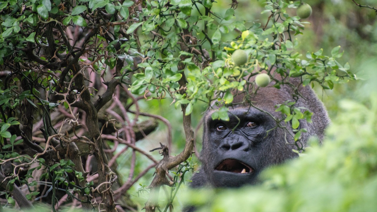 Photo of Others in West Bronx