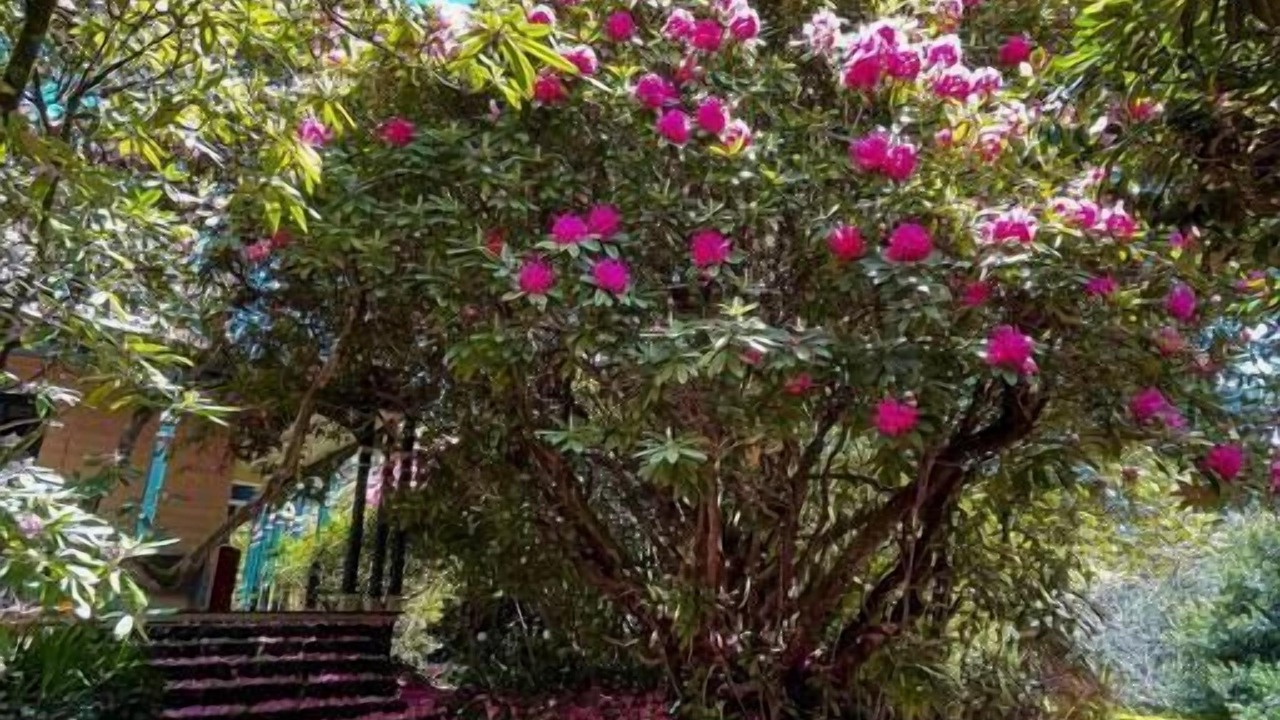 Photo of Outdoor in Mount Macedon
