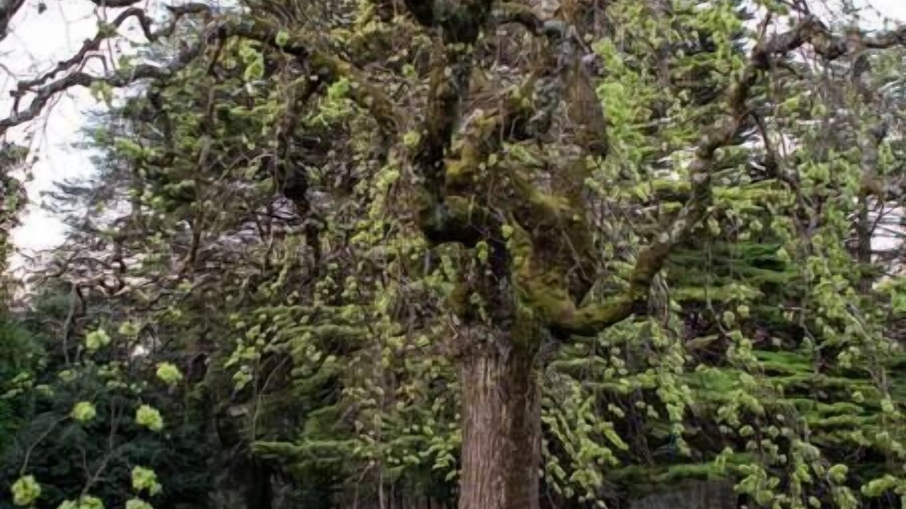 Photo of Outdoor in Mount Macedon
