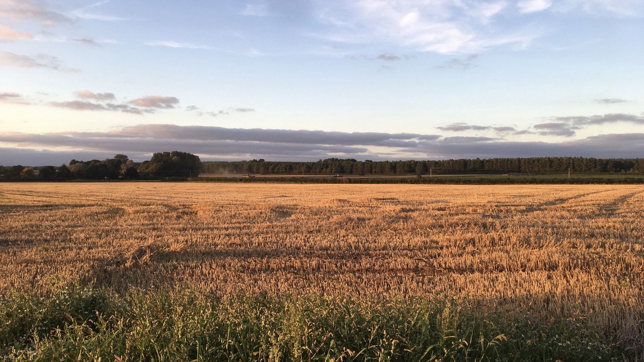 Photo of Others in Attleborough