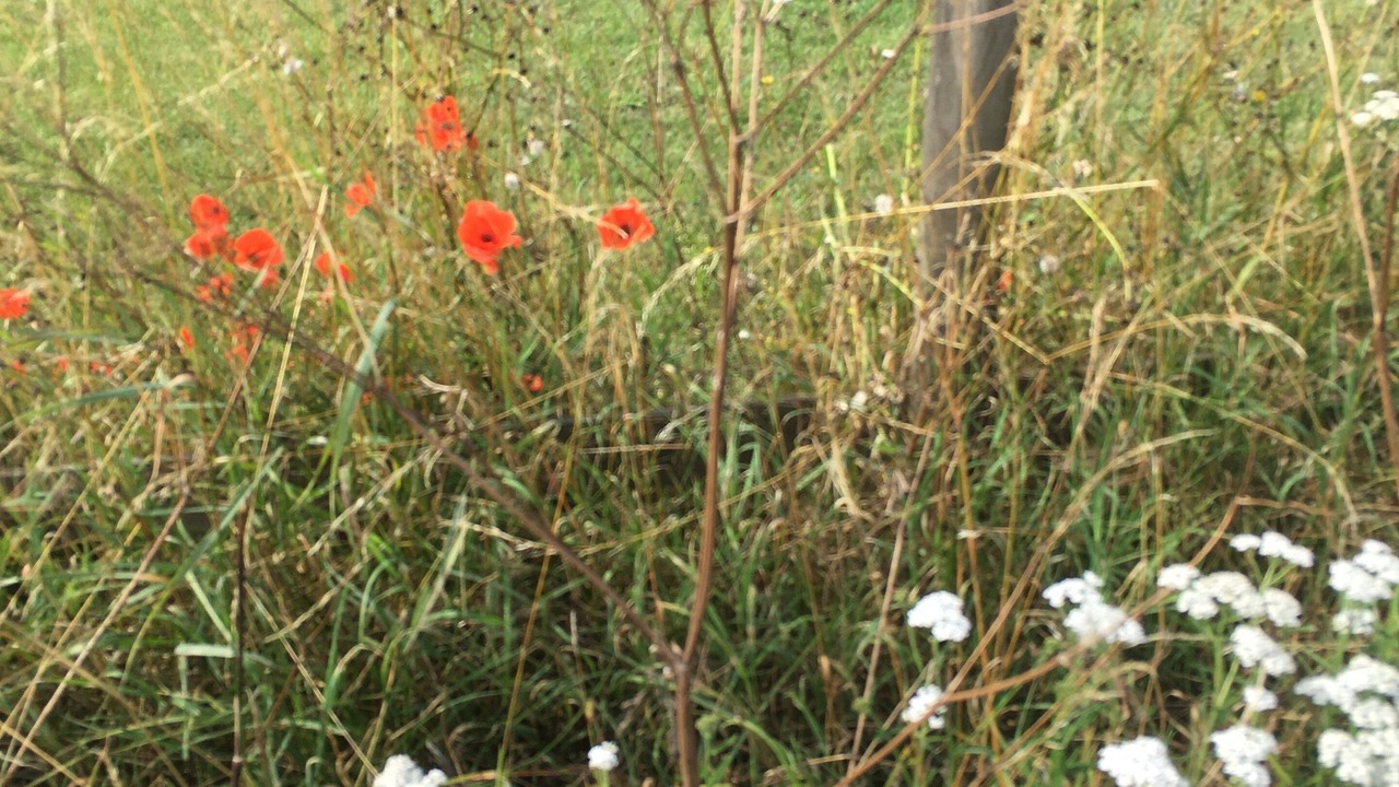 Photo of Others in Attleborough