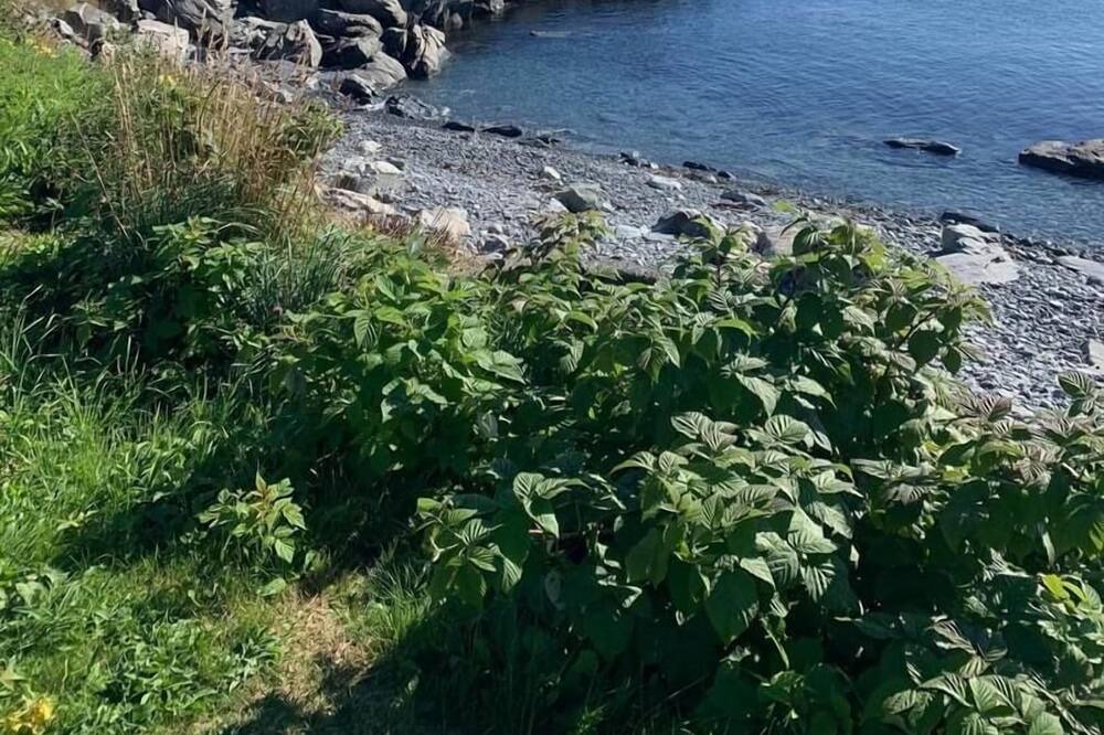 Photo of Outdoor in Upper Island Cove