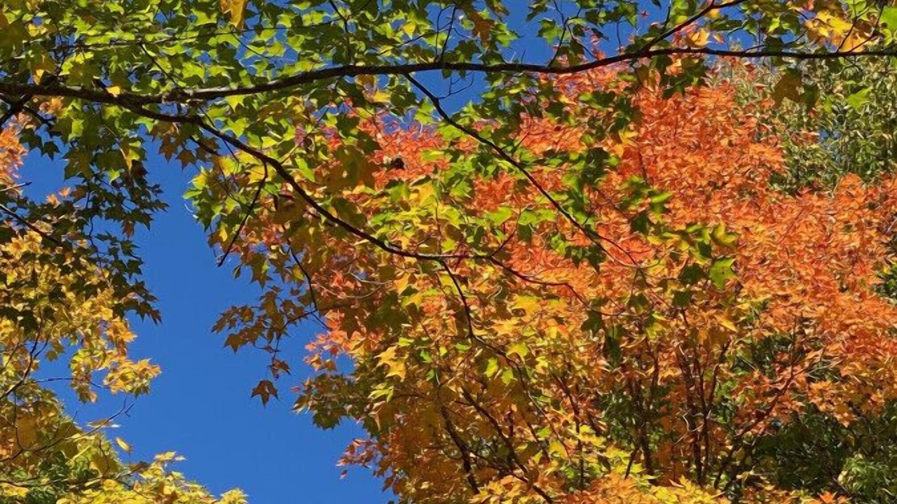 Photo of Outdoor in Huntsville