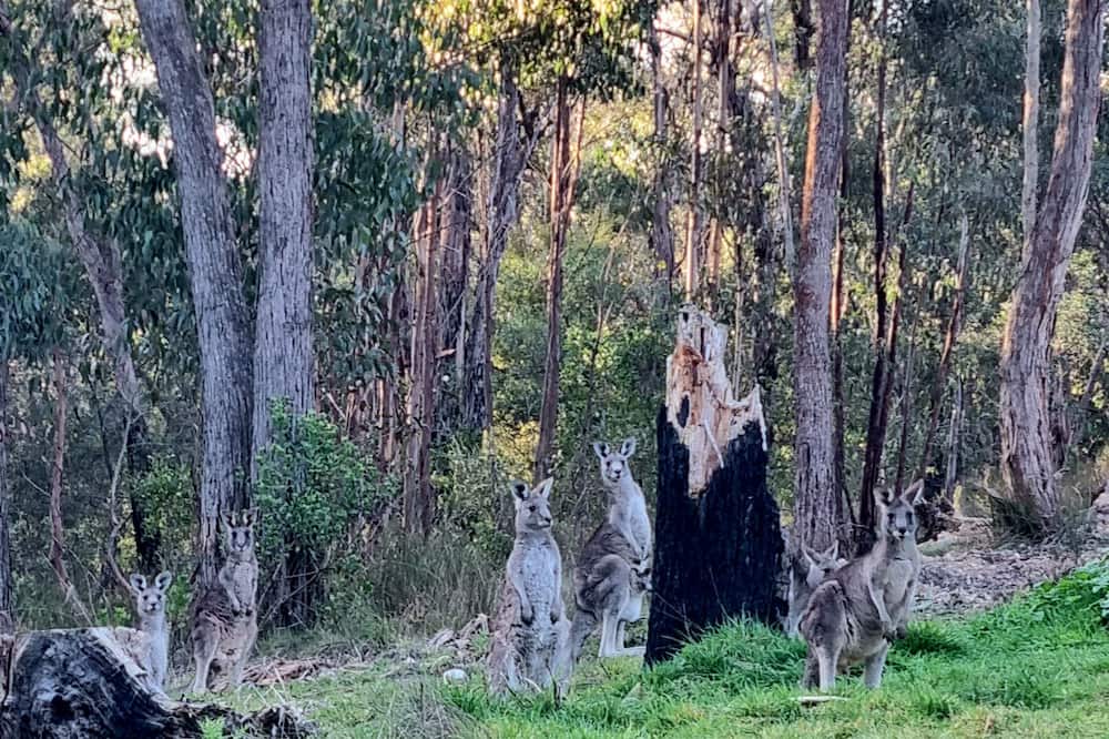 Photo of Others in Smythesdale