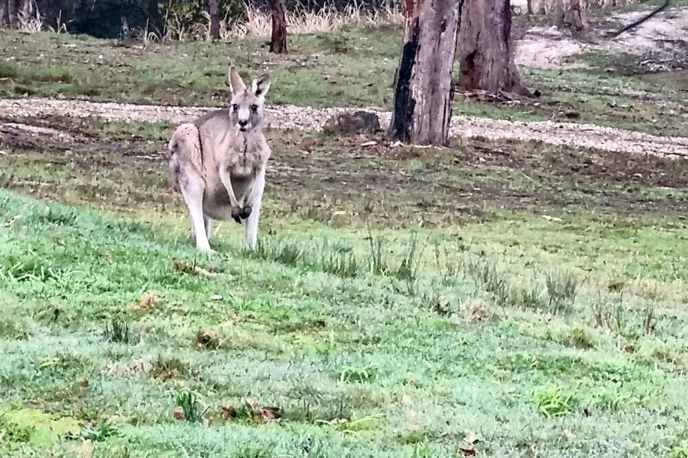 Photo of Others in Smythesdale