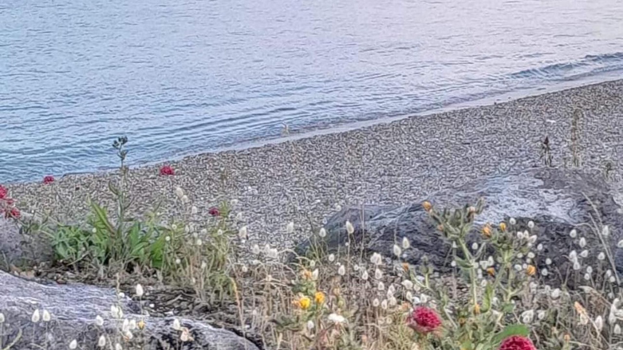 Photo of Others in Middleton-on-Sea