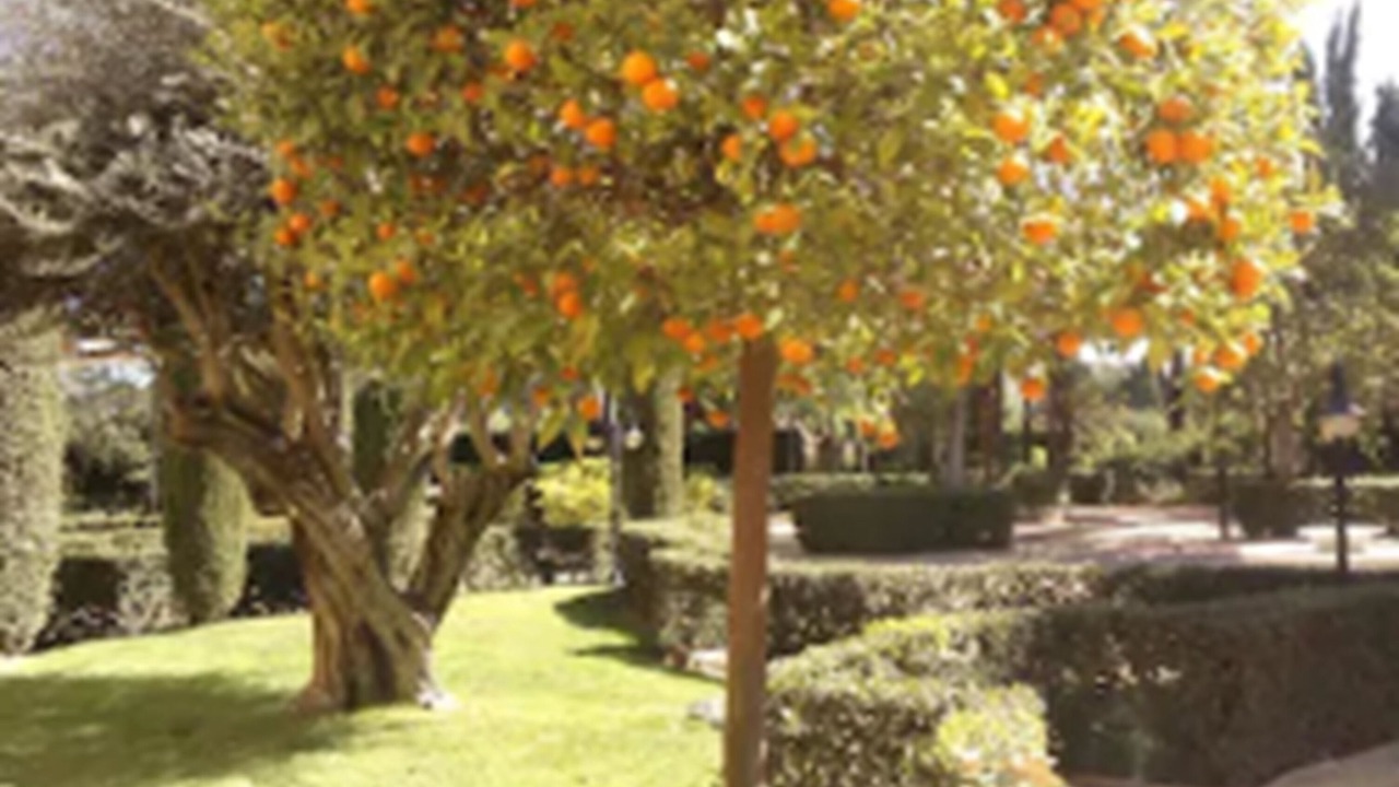 Photo of Outdoor in Betera